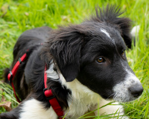 Cute dog puppy black and white similar collie