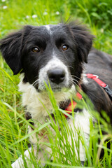 Cute dog puppy black and white similar collie