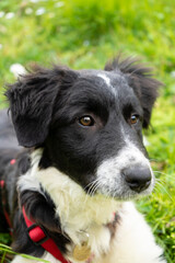 Cute dog puppy black and white similar collie