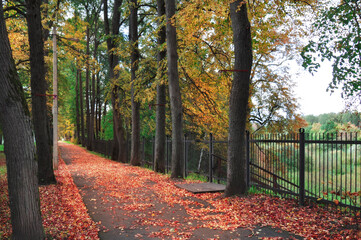 autumn path in the park
