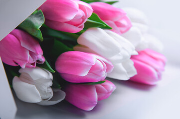 Pink and white tulips on white background and copy space.
