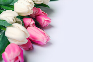 Pink and white tulips on white background and copy space.