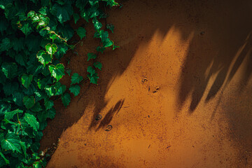 Metallic rusty, scratched background with ivy leaves on the sides. Background for text.