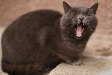 Portrait of a yawning or roaring gray British cat in the yard