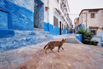 Cat in Blue City. Ancient architecture of old town Medina of Chefchaouen, Morocco.