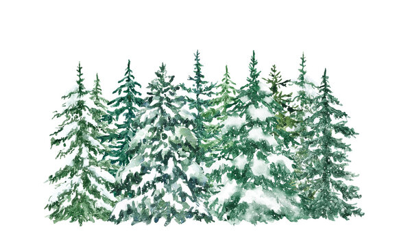 Watercolor conifer trees on white background. Hand painted forest tree illustration. Winter snowy evergreen woods, isolated on white background. Christmas design.