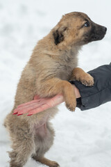 closeup portrait sad homeless abandoned brown dog puppy with human hands in snow winter outdoor