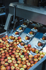 Clean and fresh apples before grating and cutting in food processing facility. - 472829462