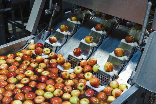 Clean and fresh apples before grating and cutting in food processing facility.
