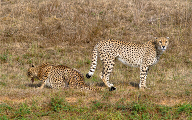 Closeup African Cheetahs (Acinonyx jubatus) on grass 