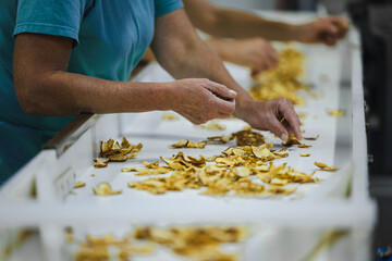 Sliced and dried apples on a conveyor belt in food processing facility