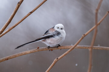 Fototapeta premium Long-tailed tit, especially called 
