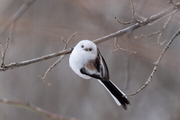 Fototapeta premium Long-tailed tit, especially called 