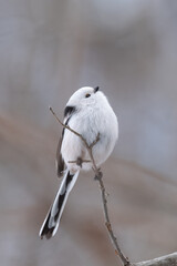 Fototapeta premium Long-tailed tit, especially called 