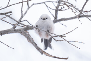 Long-tailed tit, especially called "Shima-enaga" © ウィタカ