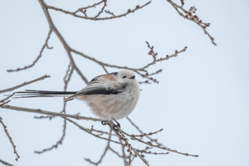 Long-tailed tit, especially called "Shima-enaga"