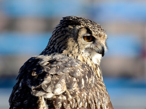 ミミズク の画像 34 515 件の Stock 写真 ベクターおよびビデオ Adobe Stock