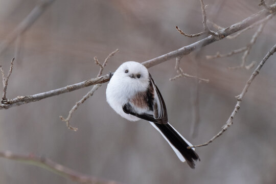 Long-tailed tit, especially called "Shima-enaga"