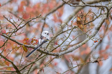 Long-tailed tit, especially called 