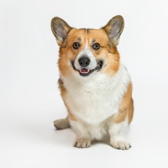 square portrait of a corgi dog sitting on a white isolated background and smiling
