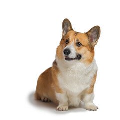 portrait of a corgi dog sitting on a white isolated background and smiling