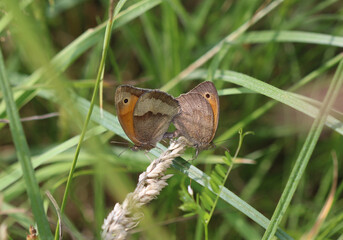 Großes Ochsenauge - Meadow brown