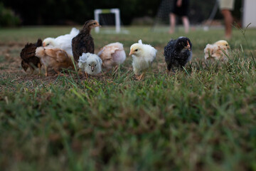 Baby Hens Rooster Hen Rooster s Chickens Getting Their Feathers Delaware Rare Birds Poultry Lay Eggs Backyard Chicks Sweet Cute Together Flock Pecking Order 