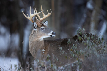 Mature buck whitetail deer © Daniel Teetor