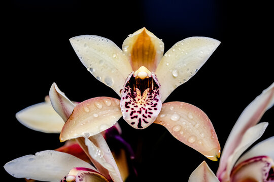 Cymbidium