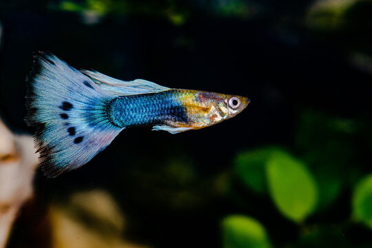 The guppy