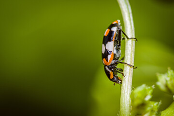 Eriopis connexa is a widespread species of ladybug beetle in South America.