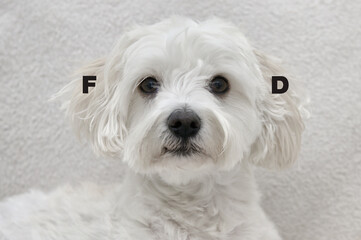 White Maltese Dog Bichon Thinks Rustling Is Food