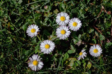 Obraz premium white daisies in a garden