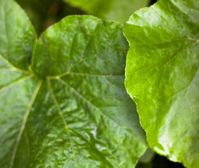 Green leaves. Close-up.