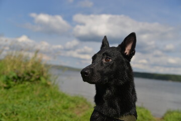 black dog dries after swimming in the river