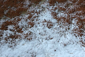 snow on pine needles