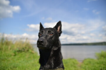 black dog dries after swimming in the river