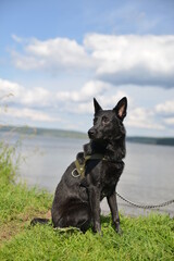 black dog dries after swimming in the river