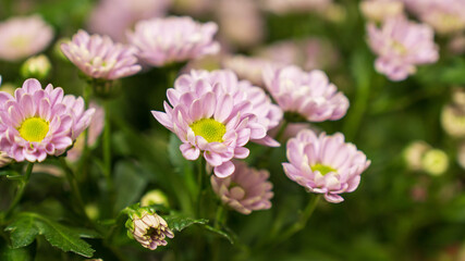 pink and white flowers