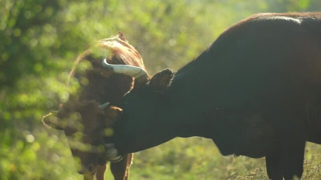 Primitive breed cattle female most similar to extinct aurochs (Bos primigenius) licking her calf offspring in nature steppe habitat. Great herbivore repatriation project. Milovice, Czech republic