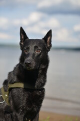 black dog dries after swimming in the river