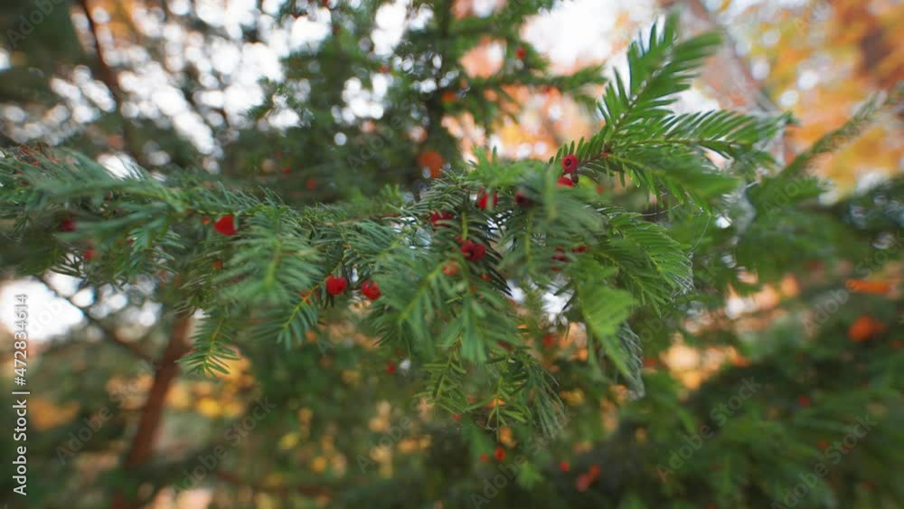 Poster a close-up view of the fir tree branches with bright red berries.