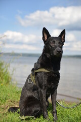 black dog dries after swimming in the river