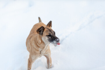A cheerful and kind dog walks in the park in winter, plays in the snow
