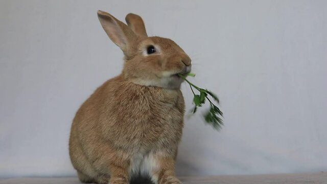 Rufus Rabbit eats parsley facing camera cute white background copy space