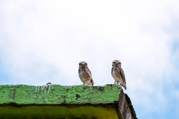 Two owls standing on a worn construction base and the white background due to clouds.
