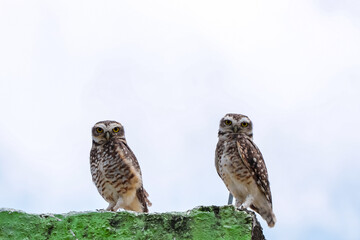 Two owls standing on a worn construction base and the white background due to clouds.
