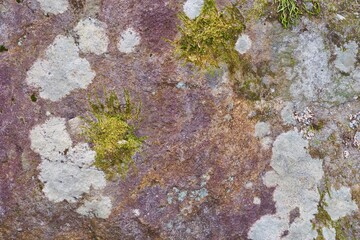 地衣類と苔が生える壁
