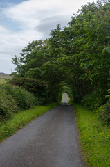 A narrow road passing through a green tunnel of trees in Orkney.