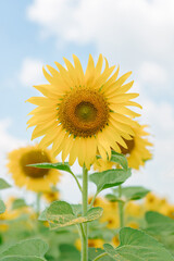 Fototapeta premium Beautiful sunflowers and blue sky background
